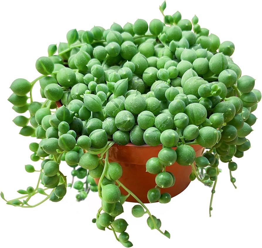How to Care for Succulent Plants at Home: Easy Guide for Beginners