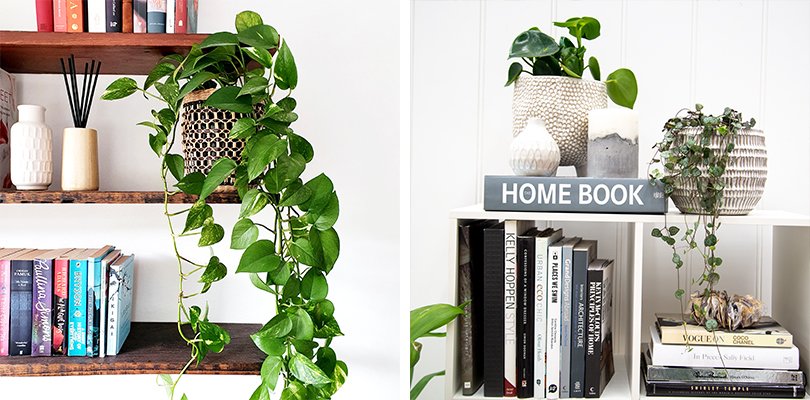 Best Trailing Plants for Shelf Decoration: Transform Your Space