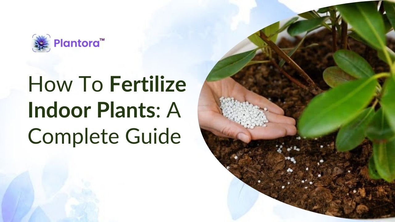 Indoor Plant Fertilizer Guide for Beginners: Easy Tips for Success