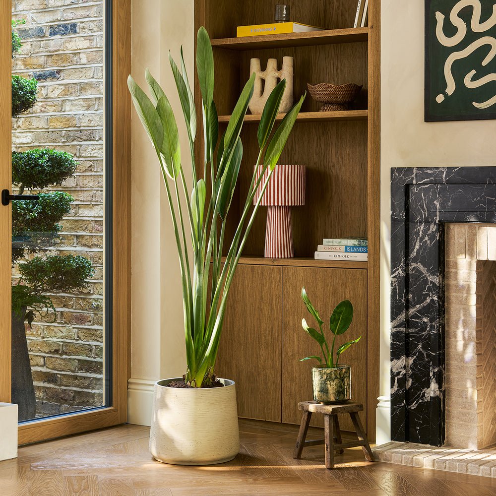 How to Group Indoor Plants for Display: Stunning Arrangement Tips