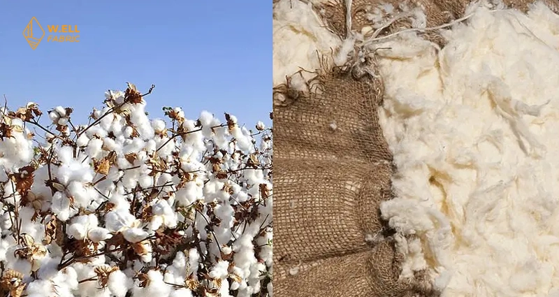 Supima Cotton Vs Egyptian Cotton Bed Sheets: Ultimate Comparison