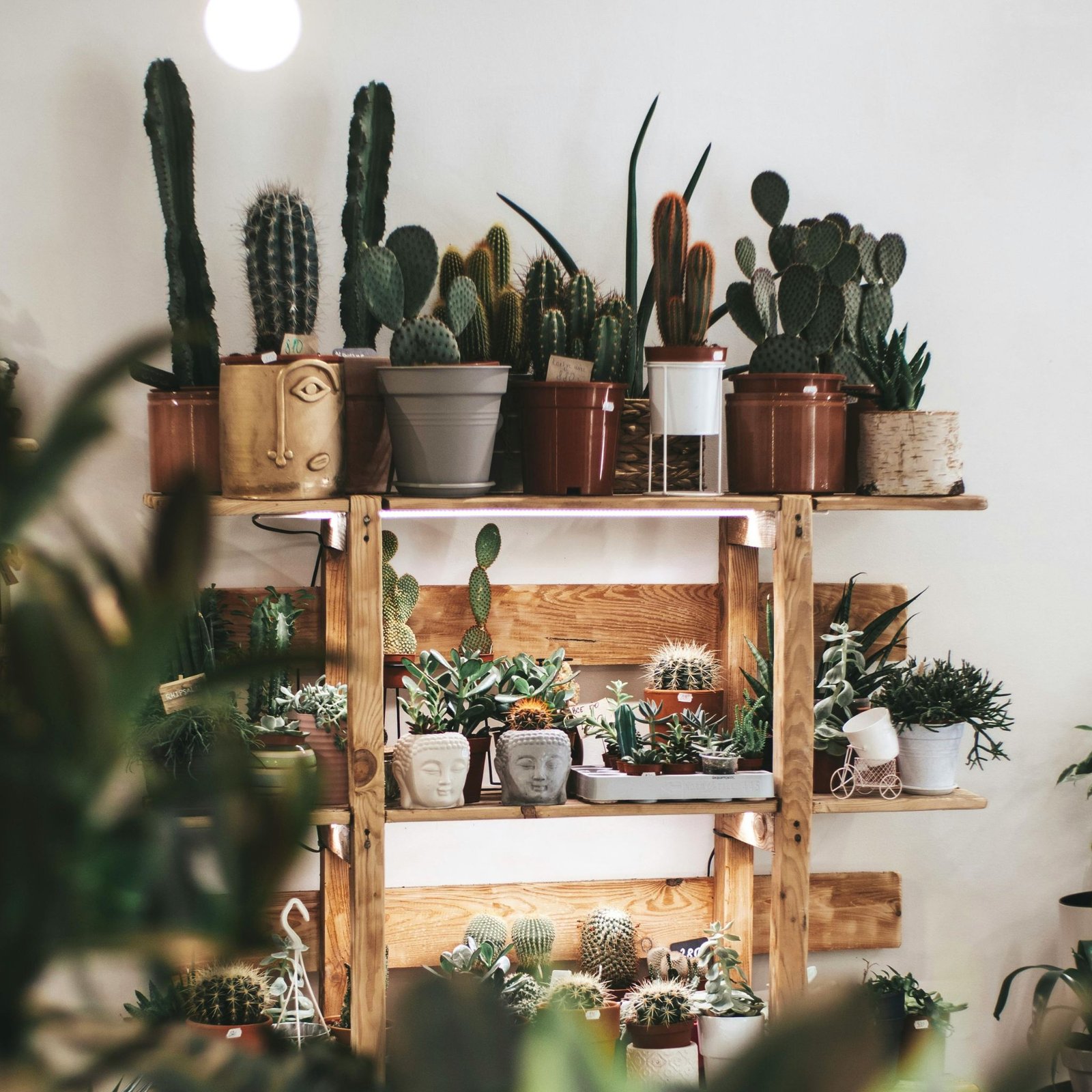How to Care for Succulent Plants at Home: Easy Guide for Beginners