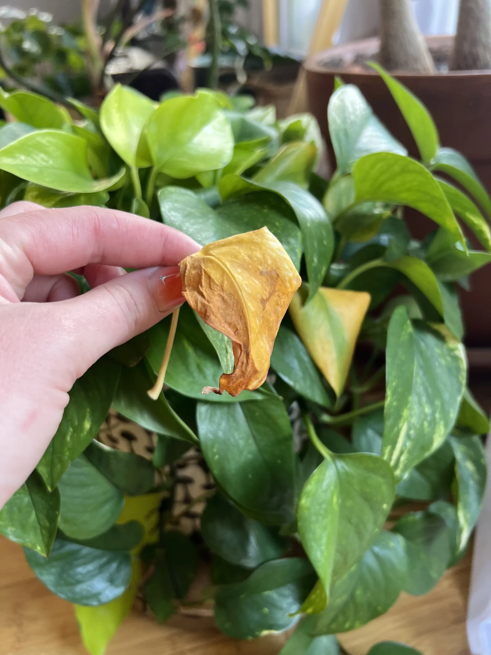 How to Revive a Dying Houseplant: Easy Steps for Instant Recovery