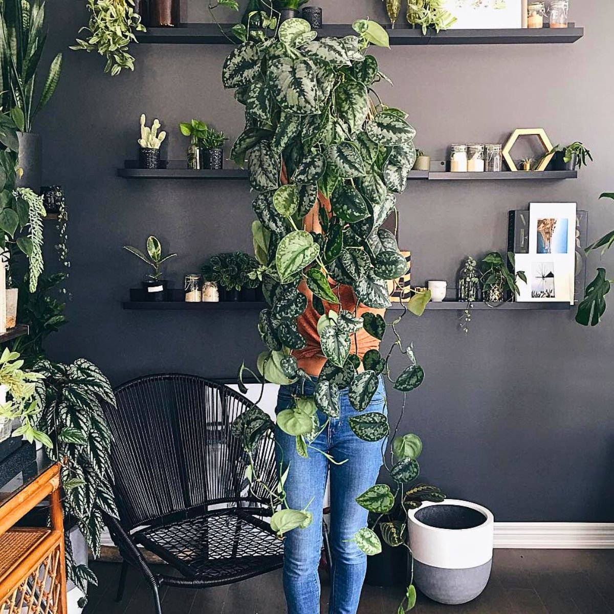 Best Trailing Plants for Shelf Decoration: Transform Your Space