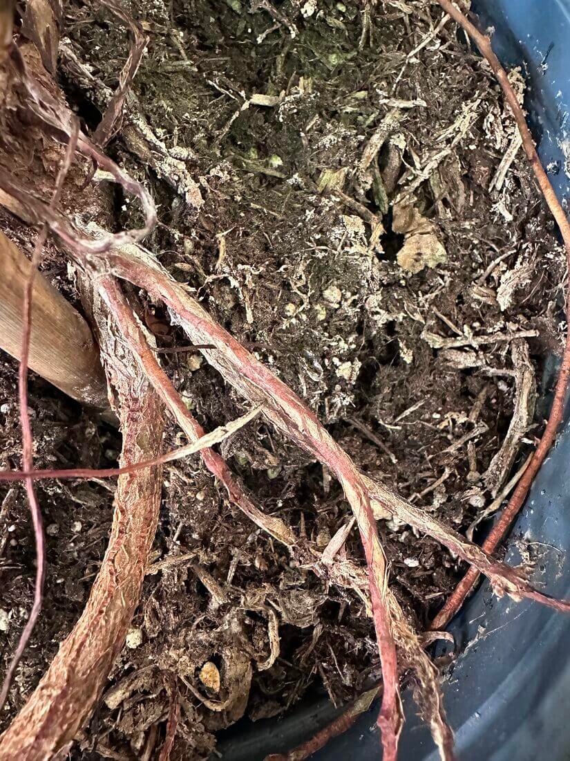 How to Choose the Right Pot Size for Plants: Expert Tips