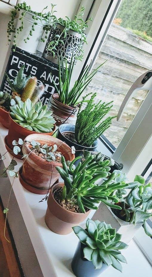 How to Group Indoor Plants for Display: Stunning Arrangement Tips
