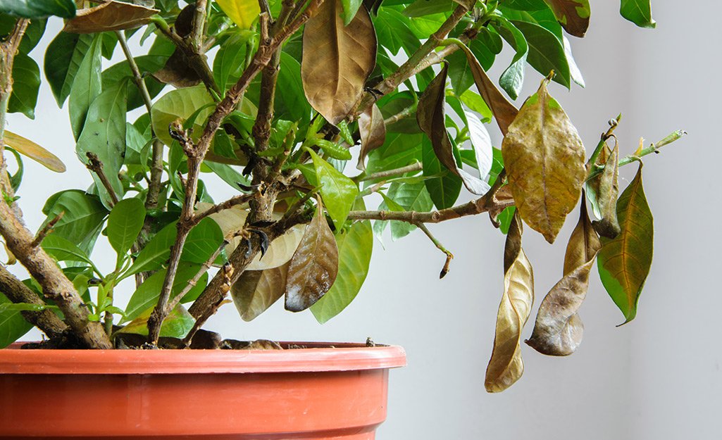 How to Revive a Dying Houseplant: Easy Steps for Instant Recovery