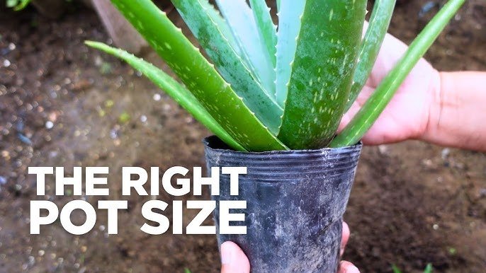 How to Choose the Right Pot Size for Plants: Expert Tips