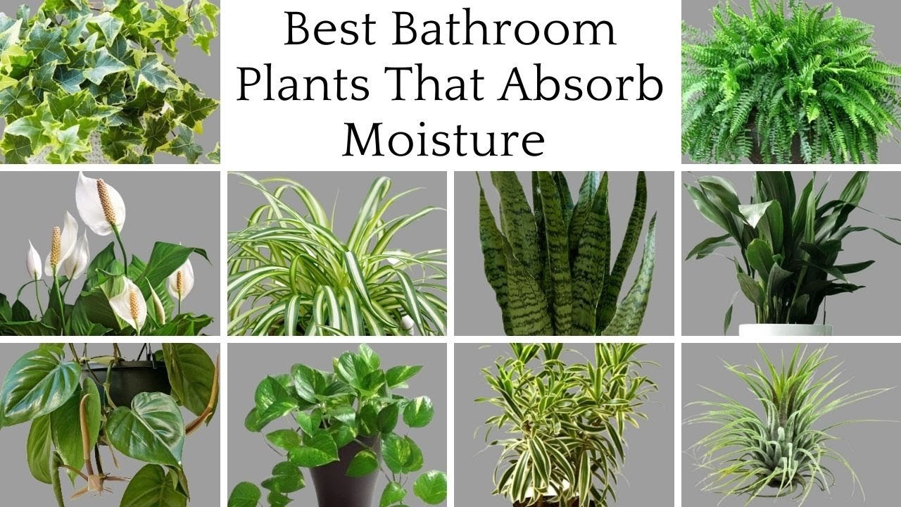 Best Indoor Plants for Bathroom Humidity: Top Choices for Fresh Air