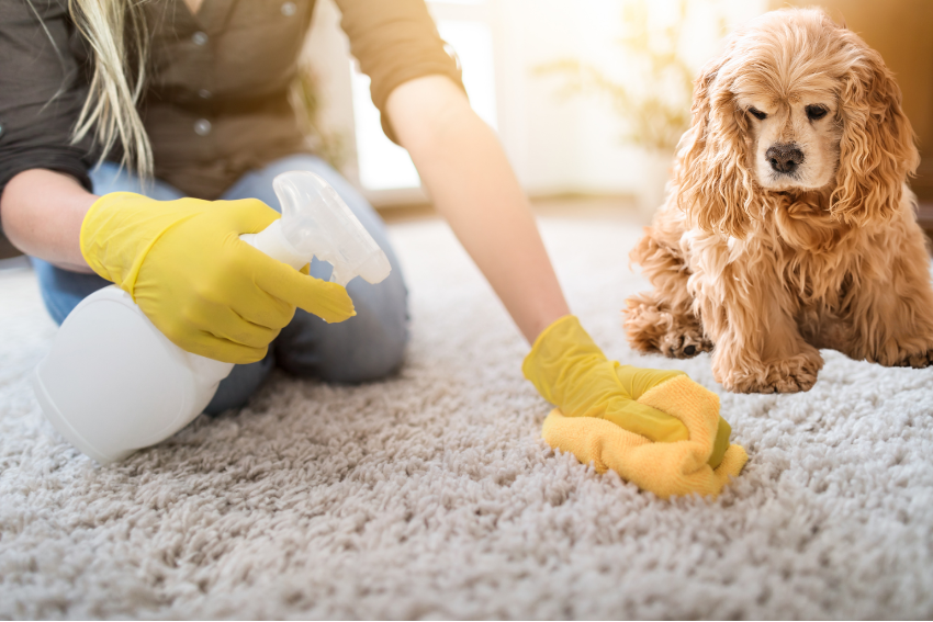 How to Remove Pet Stains from Carpet: Quick & Easy Solutions