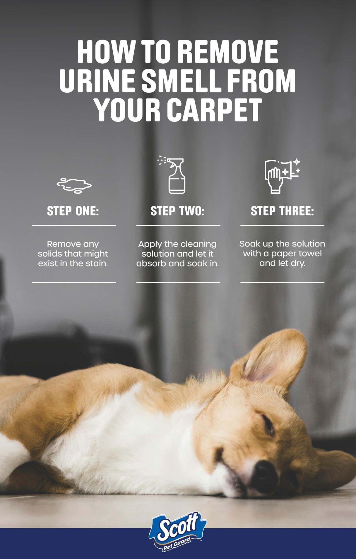 How to Remove Pet Stains from Carpet: Quick & Easy Solutions