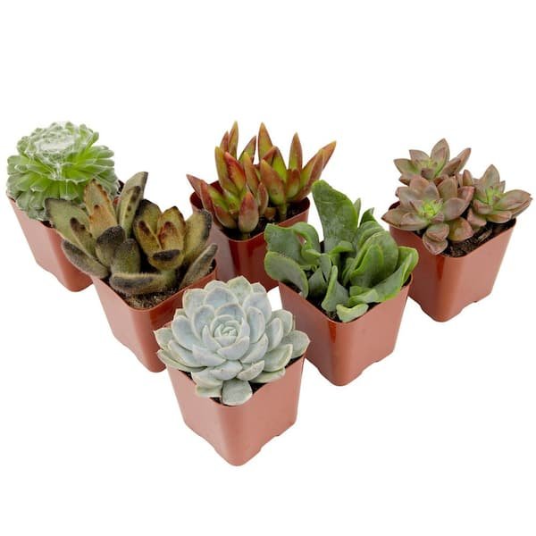 How to Care for Succulent Plants at Home: Easy Guide for Beginners