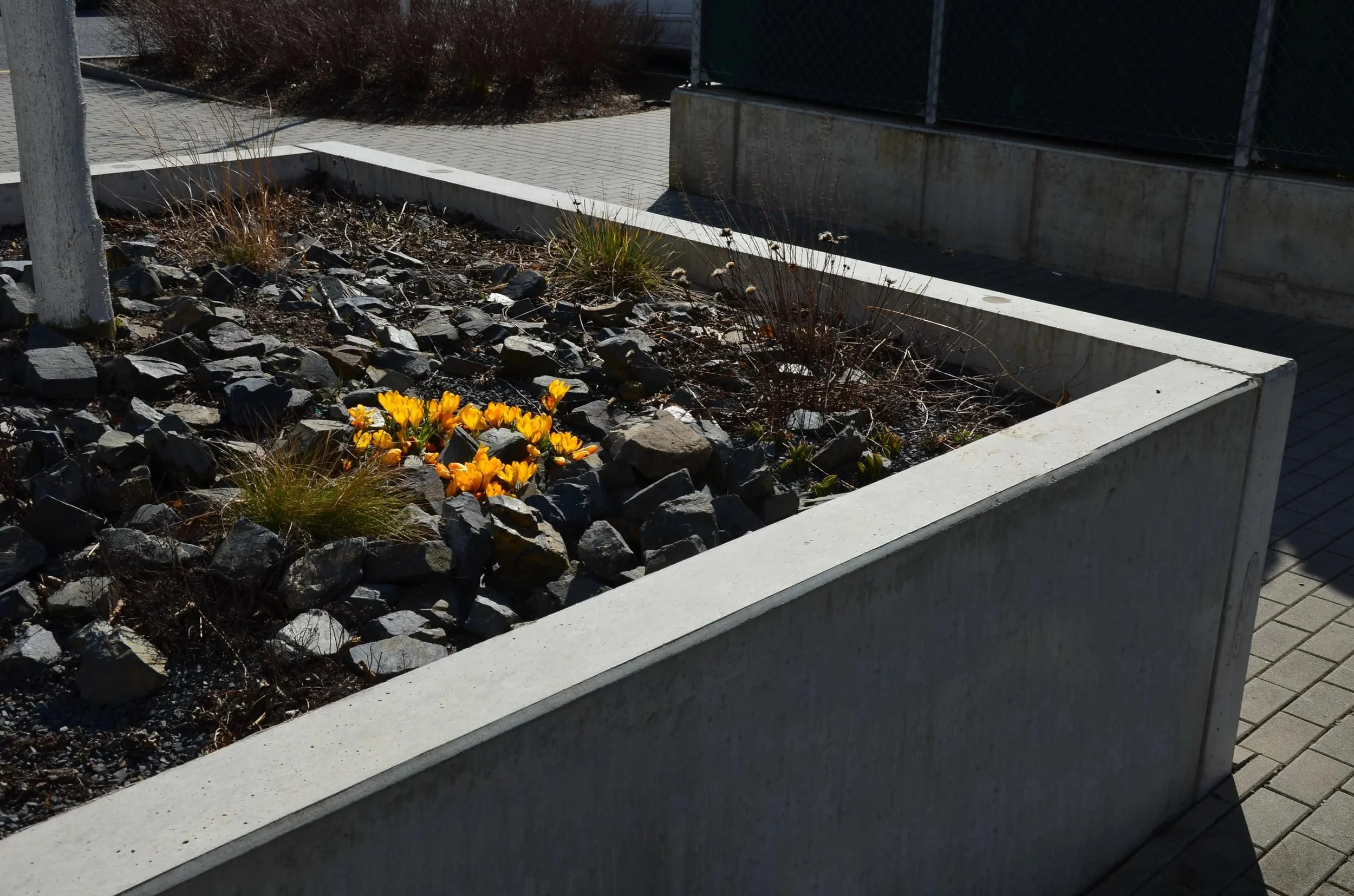 Concrete Planter Pros And Cons: Key Benefits and Drawbacks Explained