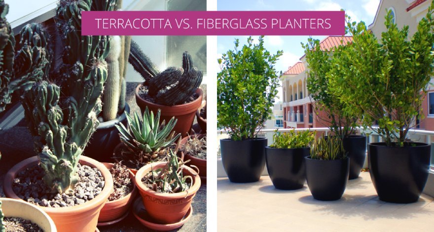 Terra Cotta Vs Glazed Planter Comparison: Which Is Best for You?