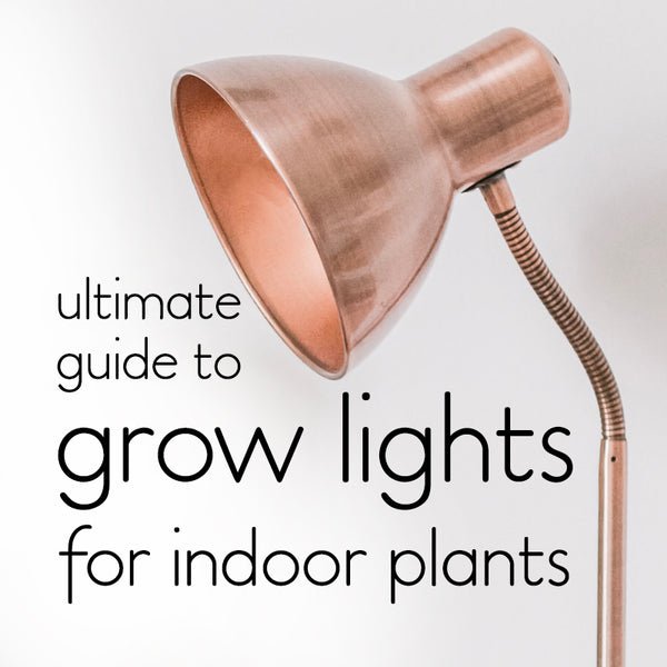 Grow Light for Indoor Plants Guide: Boost Growth Year-Round