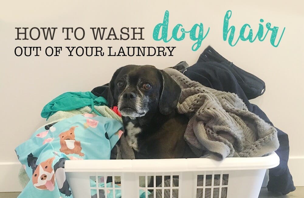 How to Wash Blanket With Pet Hair in Washing Machine Easily